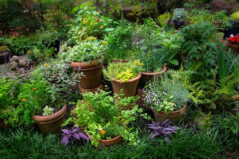 Magical usds of herbs